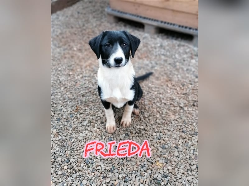 Frieda, (weiblich)  ruhig, klug, verschmust