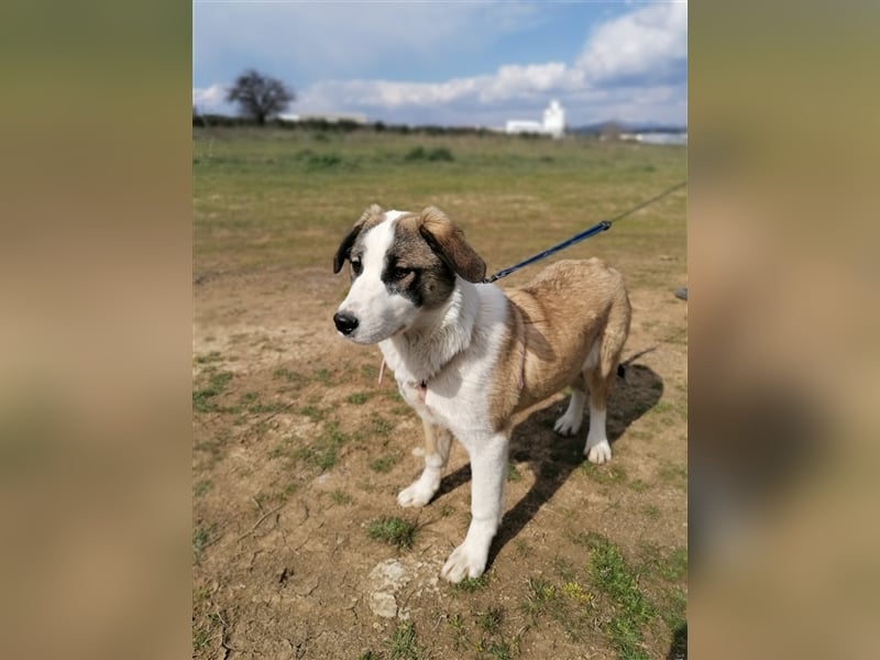 Lucy, (weiblich) menschenbezogener, neugierig,hat viel Energie