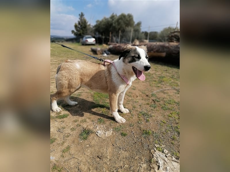 Lucy, (weiblich) menschenbezogener, neugierig,hat viel Energie