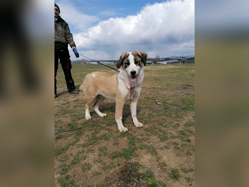 Lucy, (weiblich) menschenbezogener, neugierig,hat viel Energie