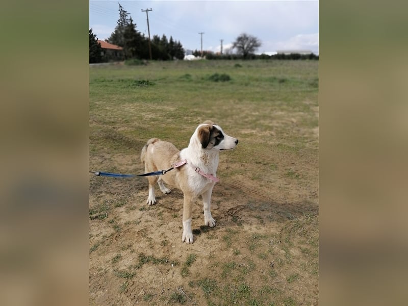 Lucy, (weiblich) menschenbezogener, neugierig,hat viel Energie