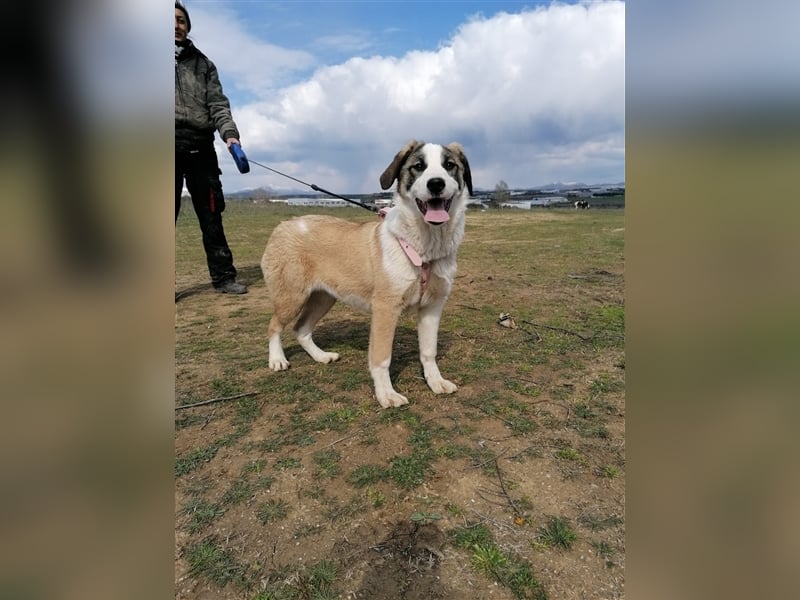 Lucy, (weiblich) menschenbezogener, neugierig,hat viel Energie