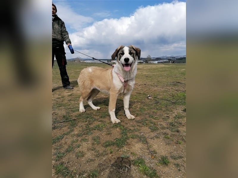 Lucy, (weiblich) menschenbezogener, neugierig,hat viel Energie