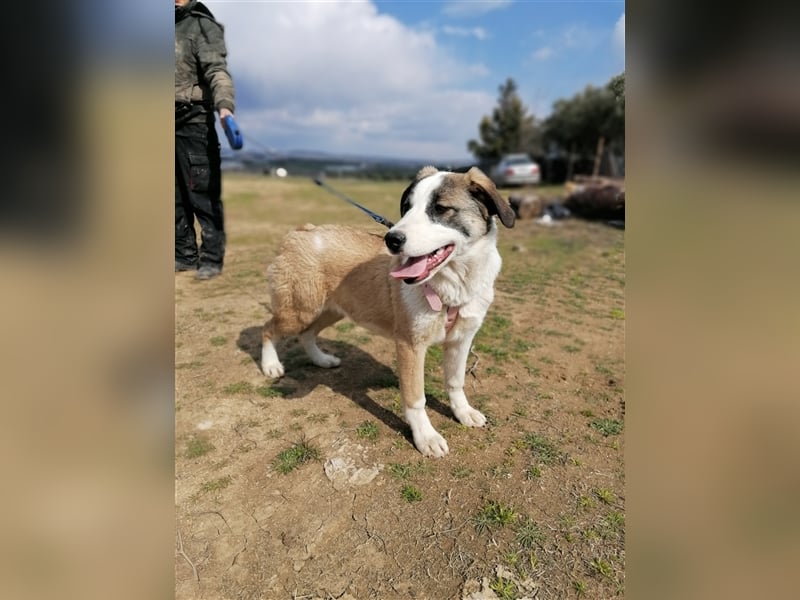 Lucy, (weiblich) menschenbezogener, neugierig,hat viel Energie