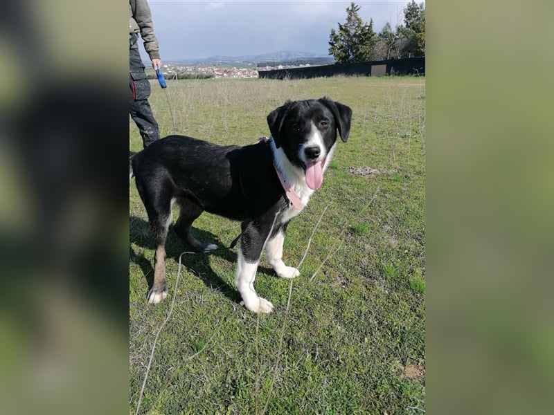 Frieda, (weiblich)  ruhig, klug, verschmust