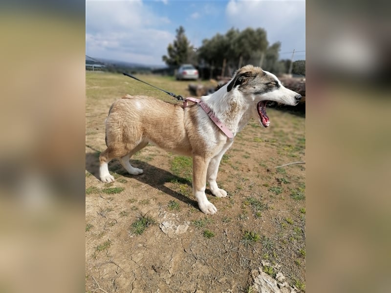 Lucy, (weiblich) menschenbezogener, neugierig,hat viel Energie