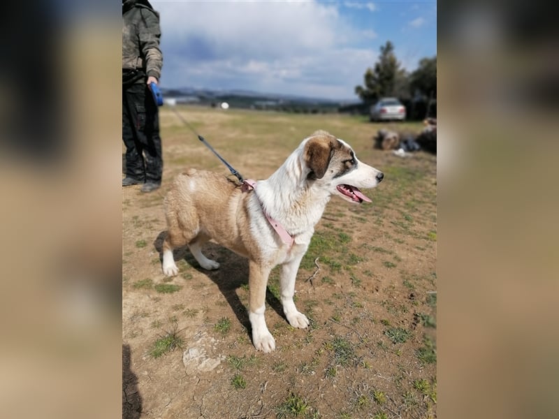 Lucy, (weiblich) menschenbezogener, neugierig,hat viel Energie
