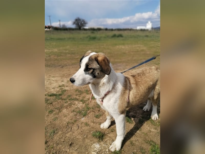 Lucy, (weiblich) menschenbezogener, neugierig,hat viel Energie