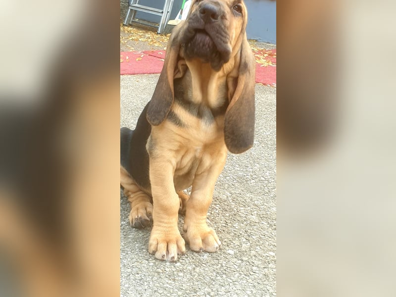 Bloodhound Welpen FCI