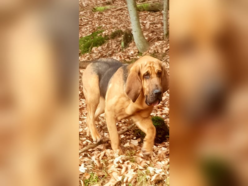 Bloodhound Welpen FCI