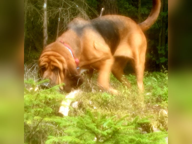 Bloodhound Welpen FCI