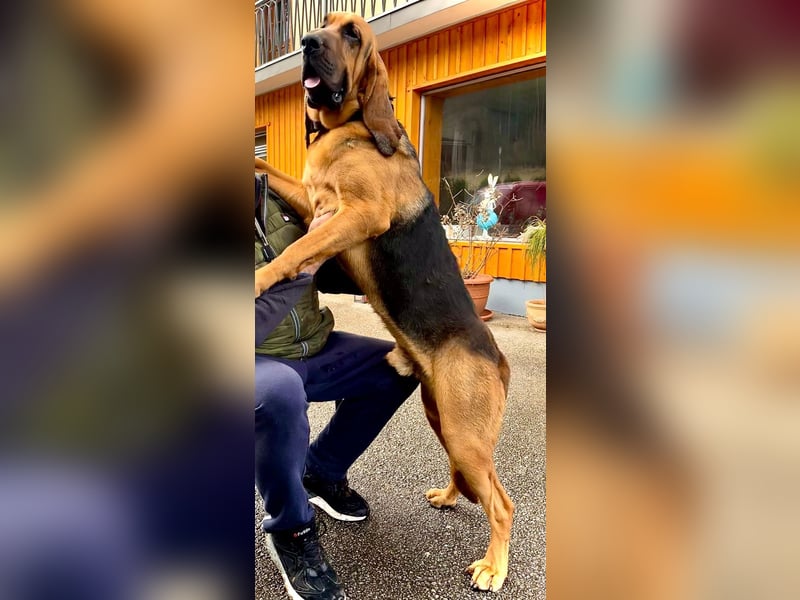 Bloodhound Welpen FCI