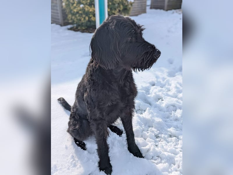 Kubo - braucht ausreichend Beschäftigung