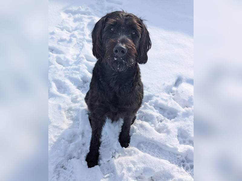 Kubo - braucht ausreichend Beschäftigung