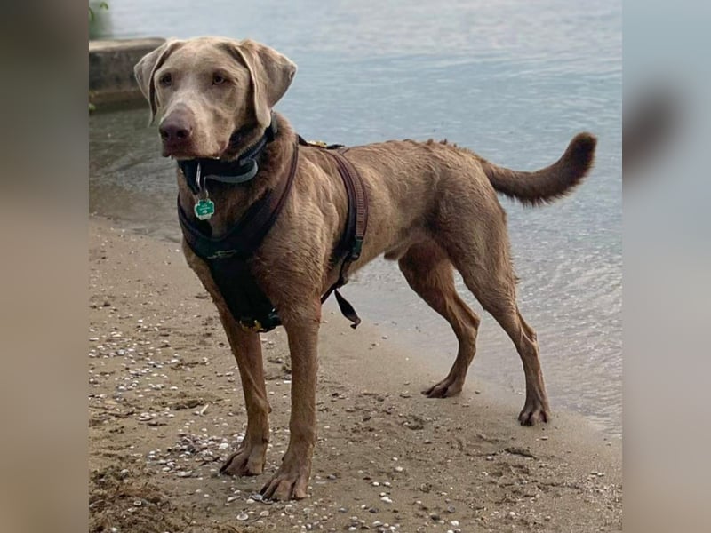 Joker - suchen aktive&erfahrene Menschen