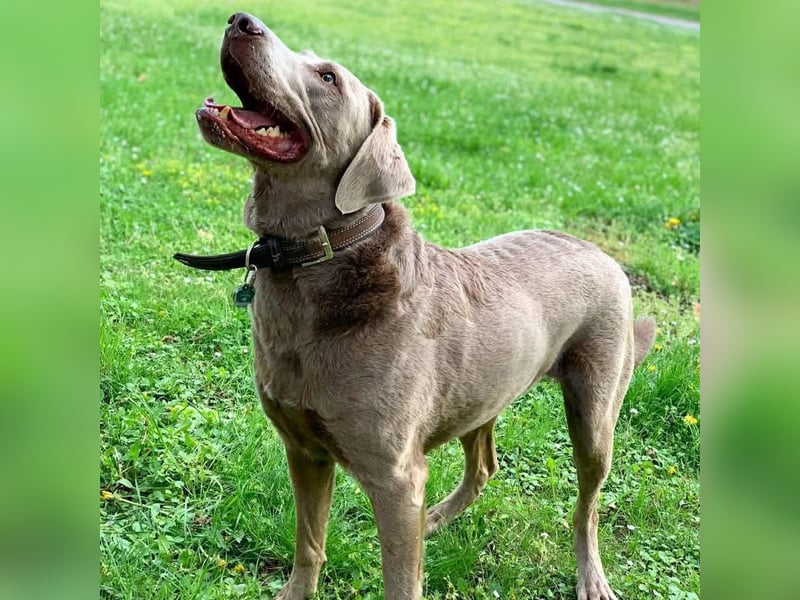 Joker - suchen aktive&erfahrene Menschen