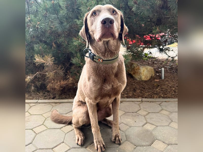 Joker - suchen aktive&erfahrene Menschen