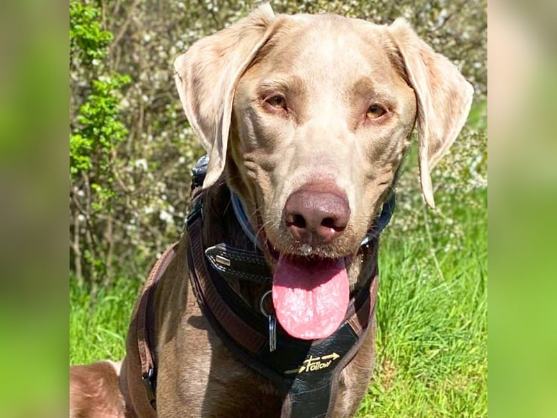 Joker - suchen aktive&erfahrene Menschen