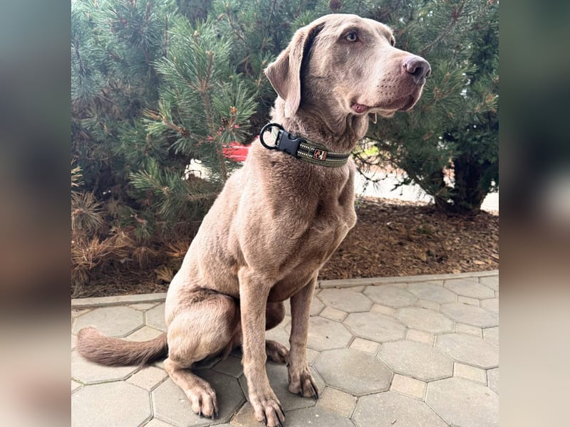 Joker - suchen aktive&erfahrene Menschen