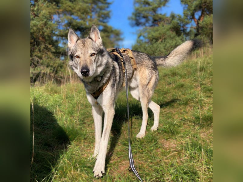 Floki - ist verschmust