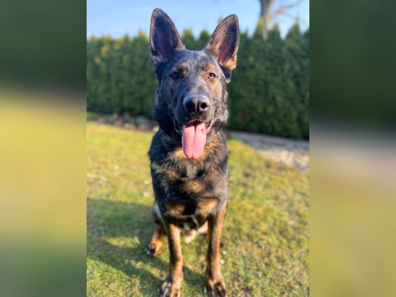 Ares - der Wirbelwind