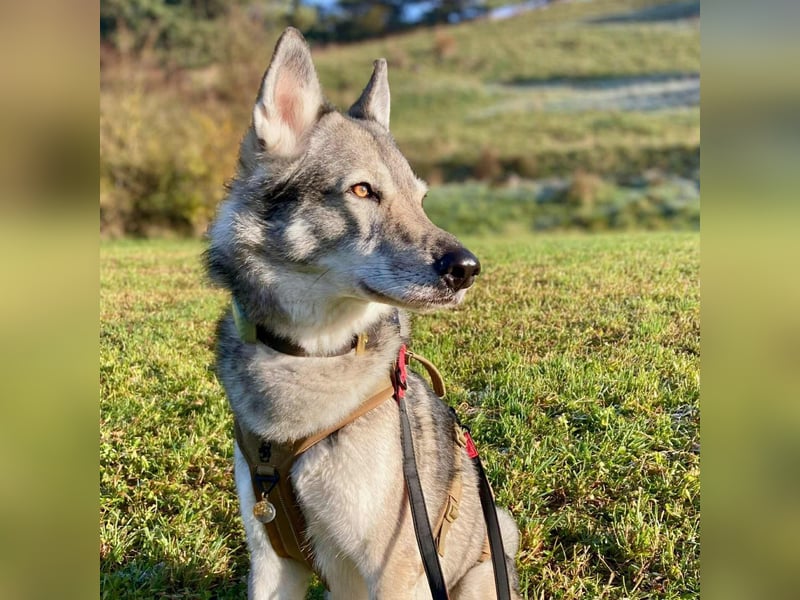 Floki - ist verschmust