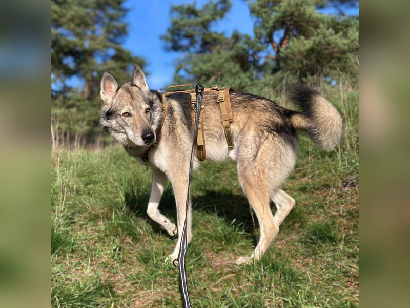 Floki - ist verschmust
