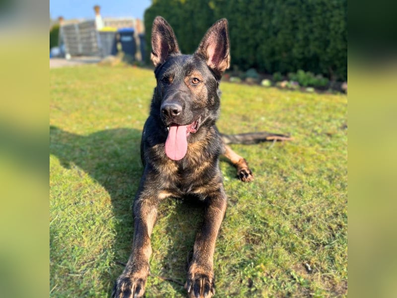 Ares - der Wirbelwind