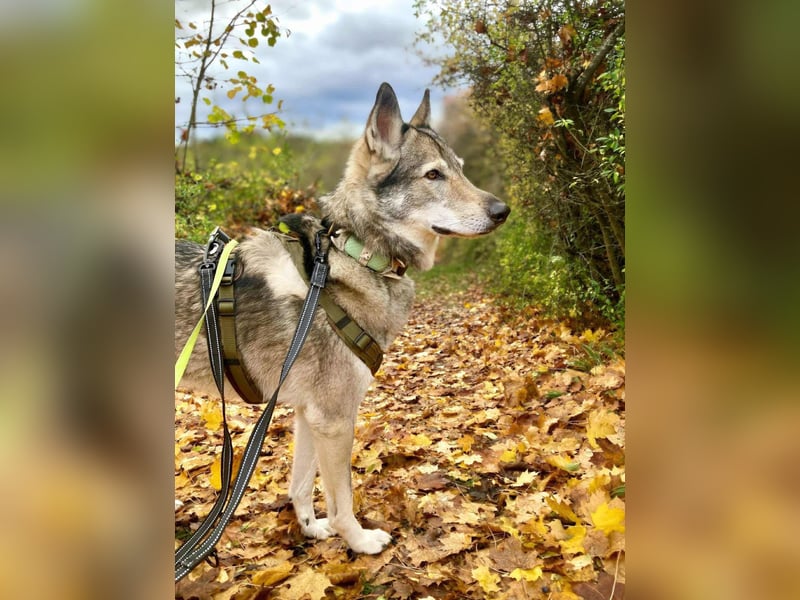 Floki - ist verschmust