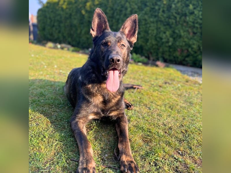 Ares - der Wirbelwind