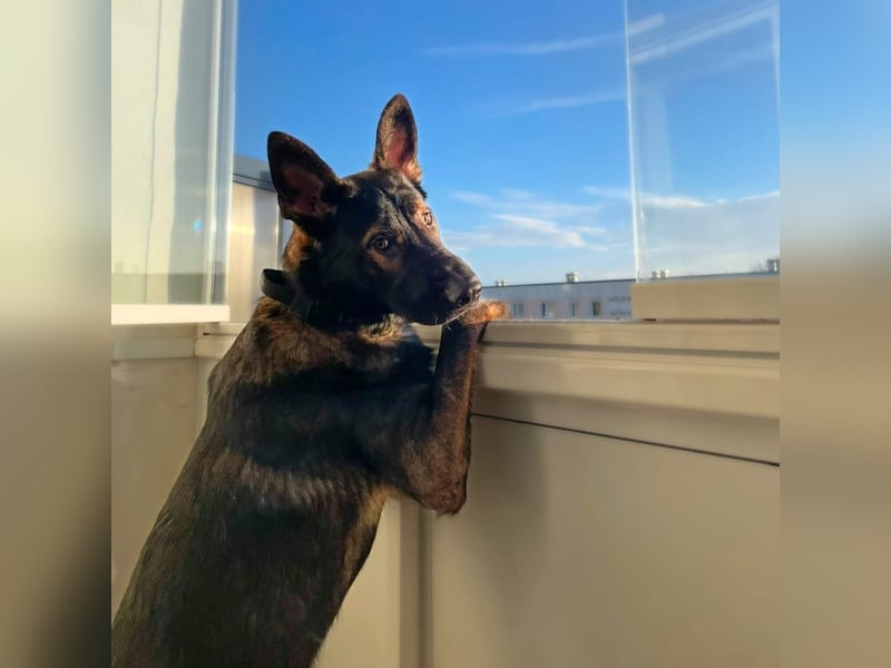 Ares - der Wirbelwind