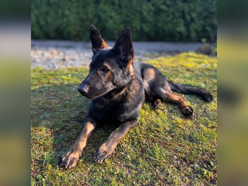 Ares - der Wirbelwind