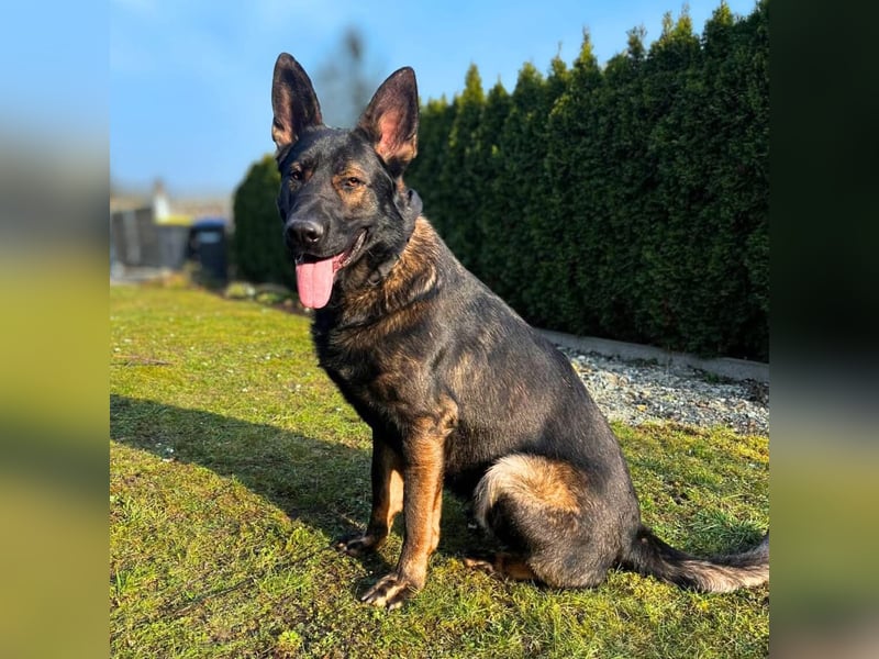 Ares - der Wirbelwind