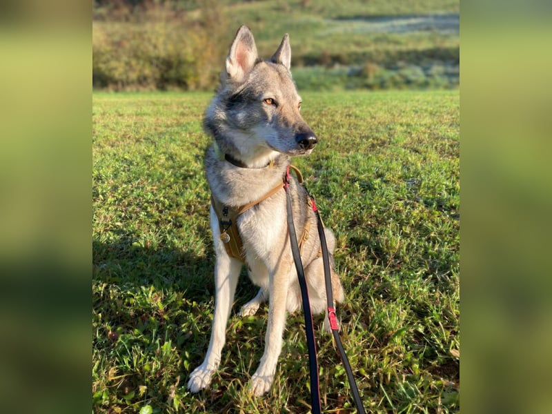 Floki - ist verschmust