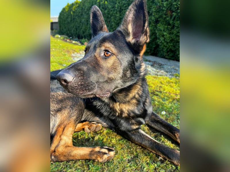 Ares - der Wirbelwind