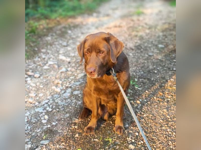 Moses - ist lieb&vorsichtig bei Kindern
