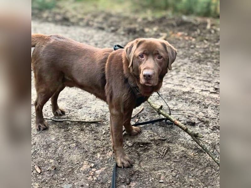 Moses - ist lieb&vorsichtig bei Kindern