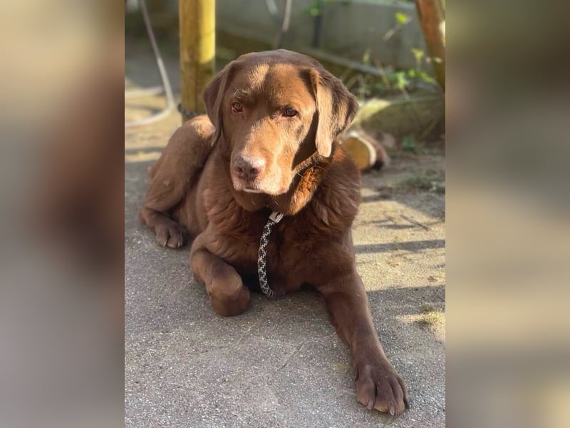 Moses - ist lieb&vorsichtig bei Kindern