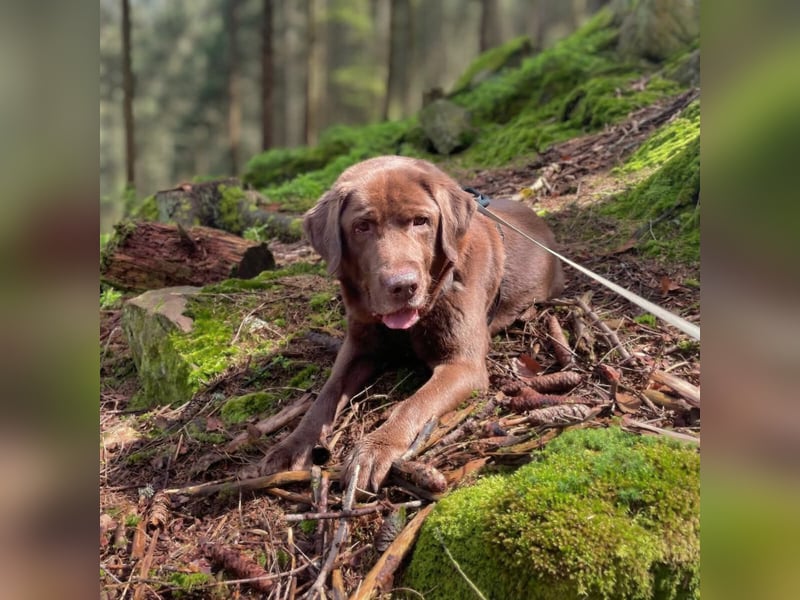 Moses - ist lieb&vorsichtig bei Kindern