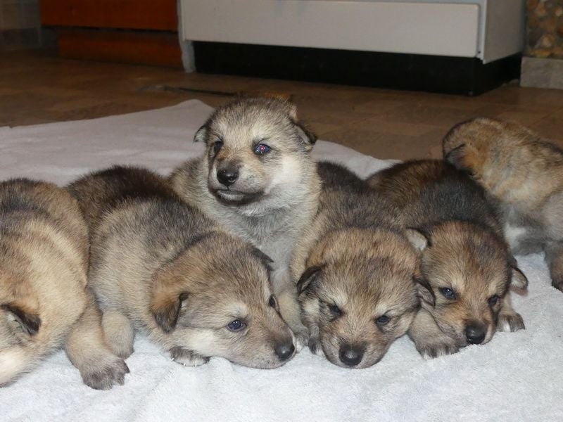 Sandros Leisha Dog Welpen (Wolfsschäferhund)