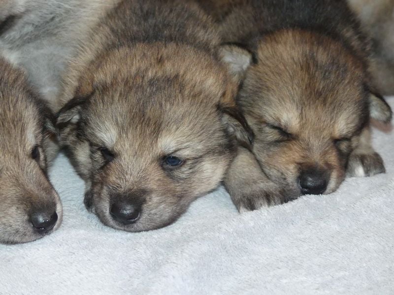 Sandros Leisha Dog Welpen (Wolfsschäferhund)