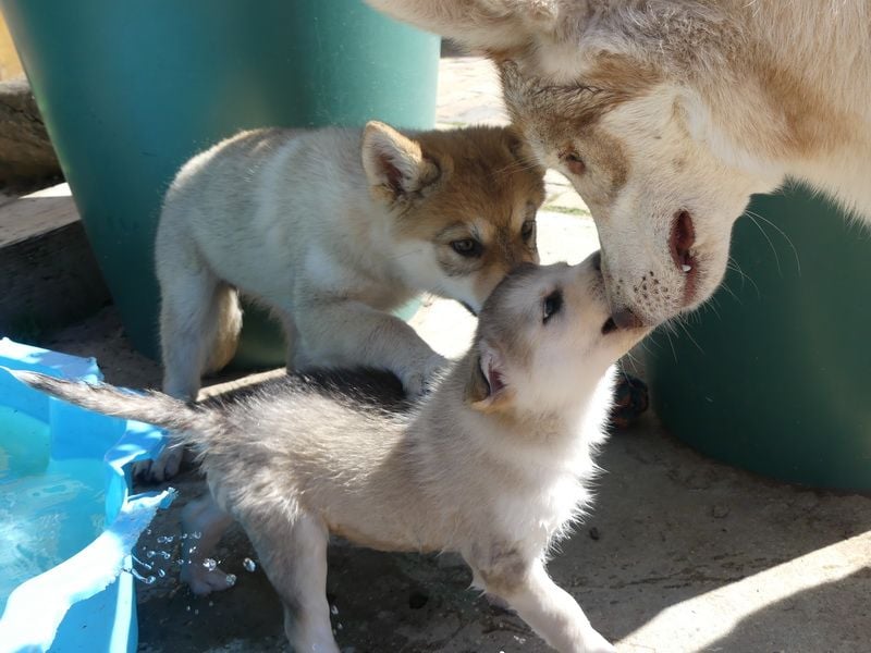 Welpen - Sandros Leisha Dog (Wolfsschäferhund) robust und natürlich