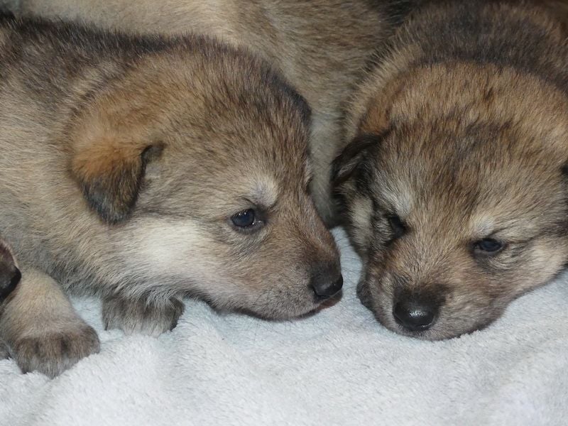 Sandros Leisha Dog Welpen (Wolfsschäferhund)
