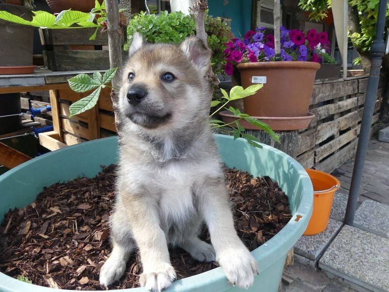 Welpen - Sandros Leisha Dog (Wolfsschäferhund) robust und natürlich