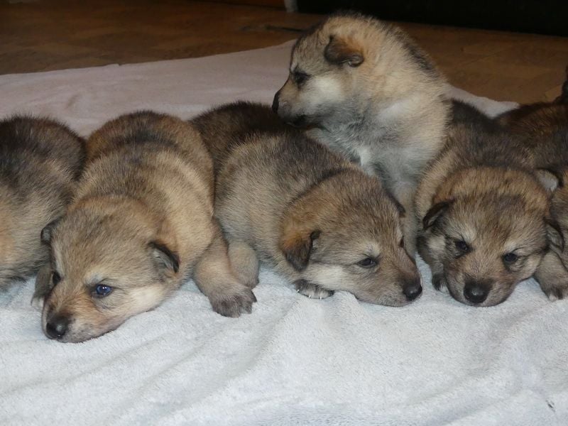 Sandros Leisha Dog Welpen (Wolfsschäferhund)