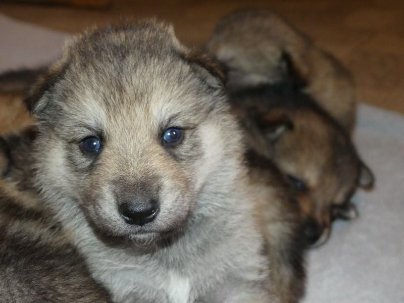 Sandros Leisha Dog Welpen (Wolfsschäferhund)