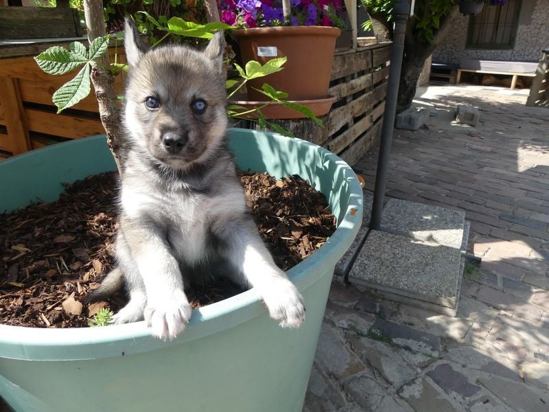 Welpen - Sandros Leisha Dog (Wolfsschäferhund) robust und natürlich