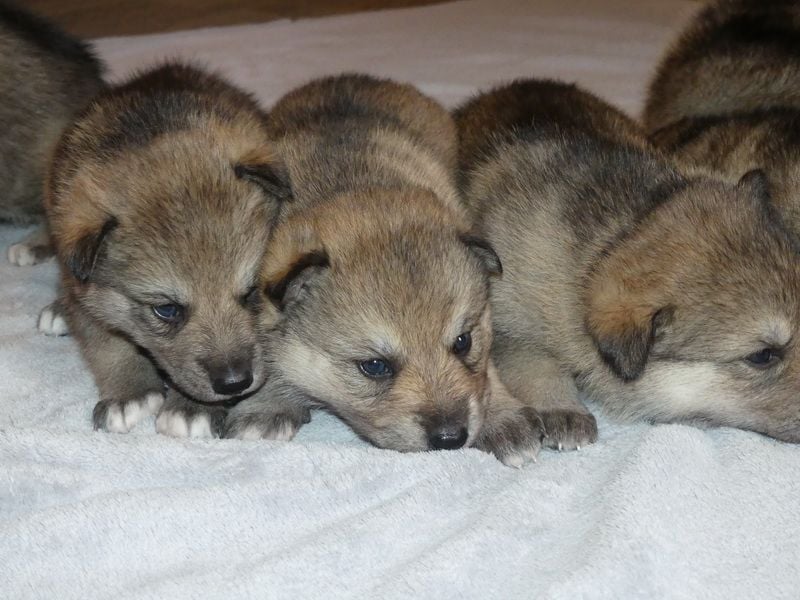 Sandros Leisha Dog Welpen (Wolfsschäferhund)