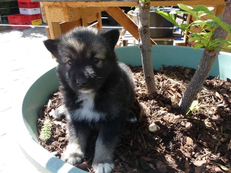 Welpen - Sandros Leisha Dog (Wolfsschäferhund) robust und natürlich