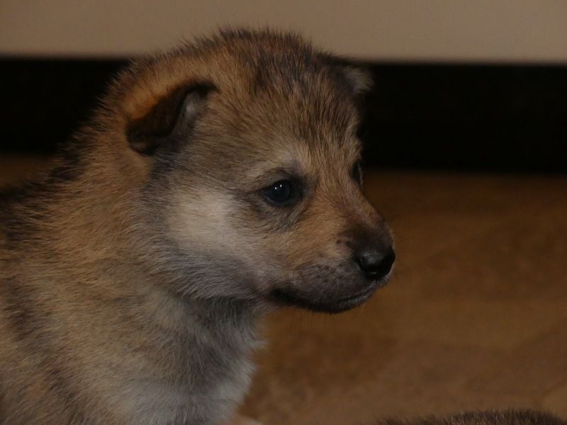 Sandros Leisha Dog Welpen (Wolfsschäferhund)